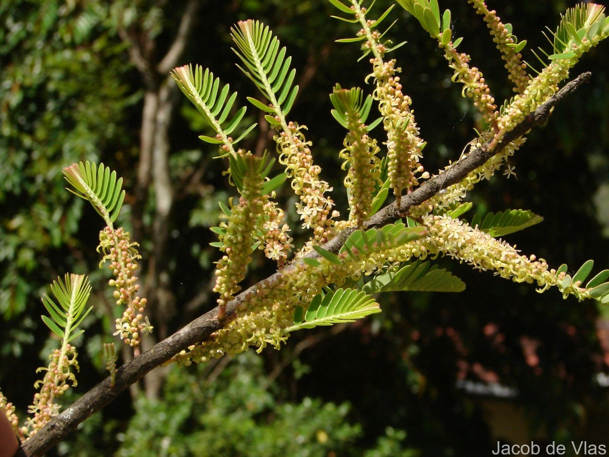 Phyllanthus emblica L.